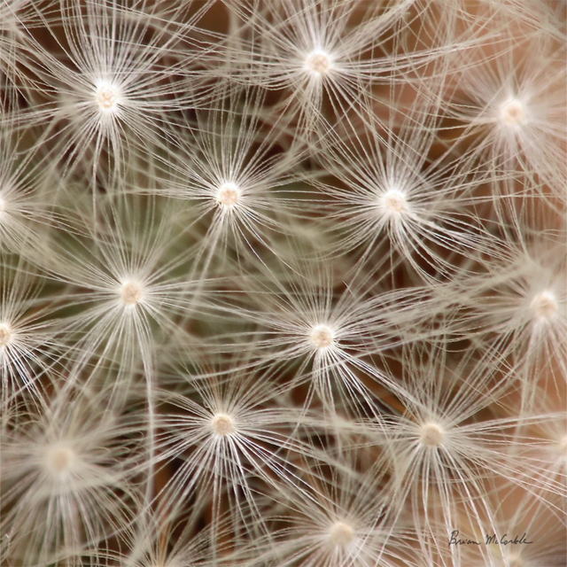 (image for) Dandelion Seedhead